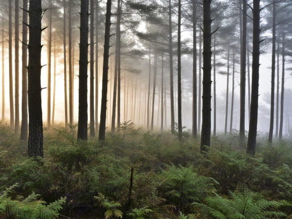 Forest Mist: The Intertwining of Fog and Trees