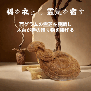 木と石に宿る金粉霊芝