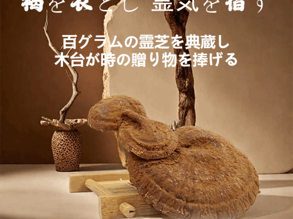 木と石に宿る金粉霊芝