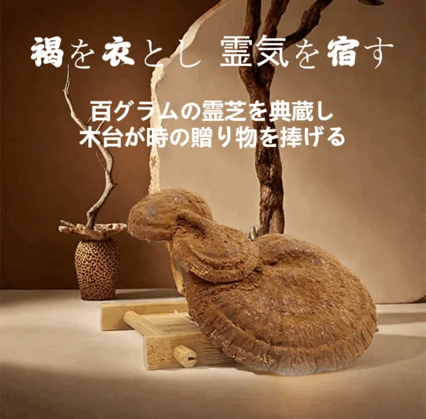 木と石に宿る金粉霊芝